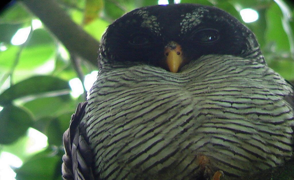 Black and white Owl (Large)