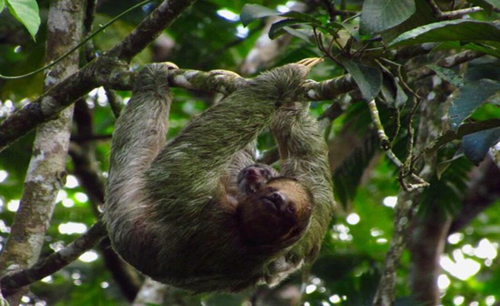 sloth-tour (Large)